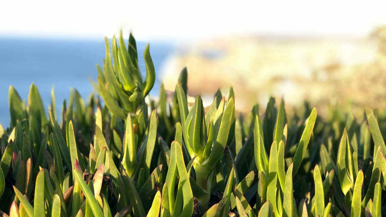 Canarias mantiene abiertos 25 millones de euros de ayudas para la comercialización de frutas, hortalizas, flores y plantas.