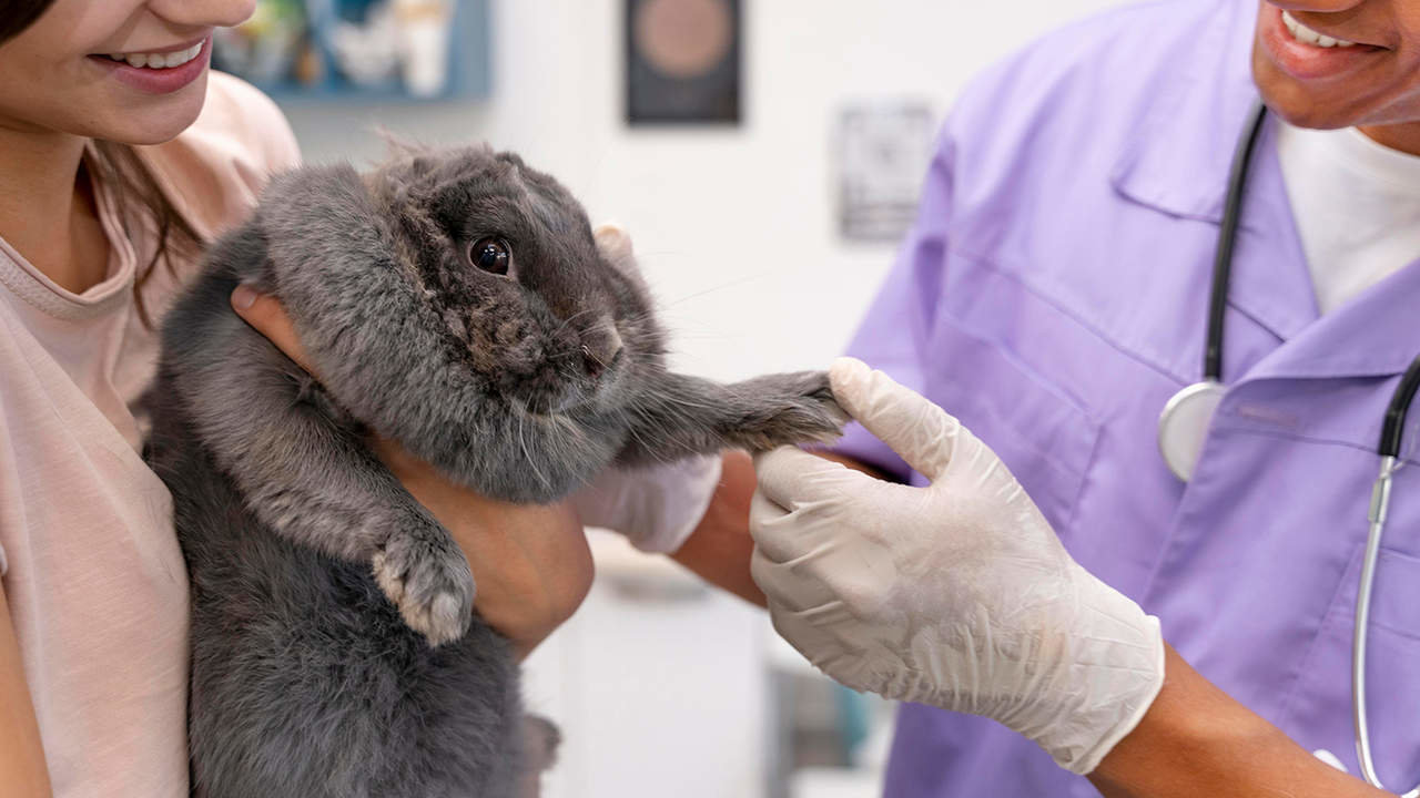 El negocio de los autónomos veterinarios se duplica en ocho años y supera los 1.600 millones de euros.