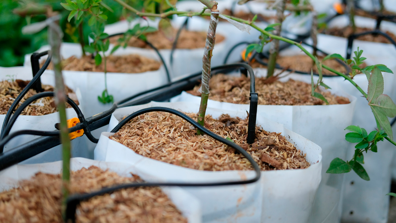 214 comunidades de autónomos agrícolas recibirán 74 millones de ayudas para digitalizar el uso del agua.